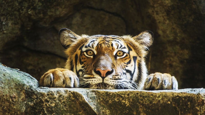 Tigers Asylum ԹϺOnline News