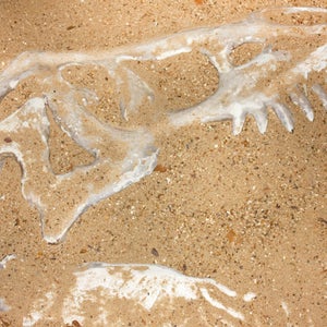 This guy had a long-snouted cousin named 