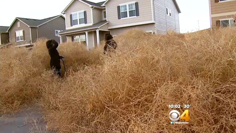 Attack of the Tumbleweeds!