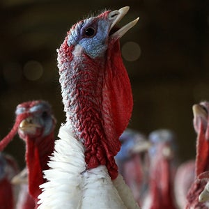 Agriculture Animal bird Business Finance holiday Human Interest thanksgiving turkey