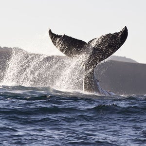 Whale Tail I'm on the Whale Tra