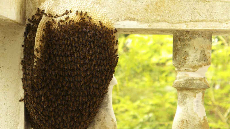 ԹϺOnline news honeybee shortage crop yield