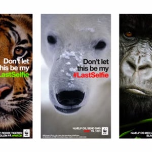 The World Wildlife Fund hopes you'll be able to see these animals in real life for a long time, not just in pictures.