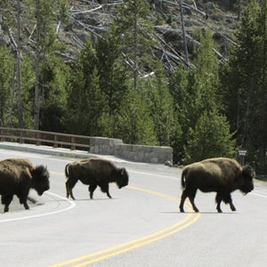 Could Yellowstone's bison anticipate Sunday's quake?