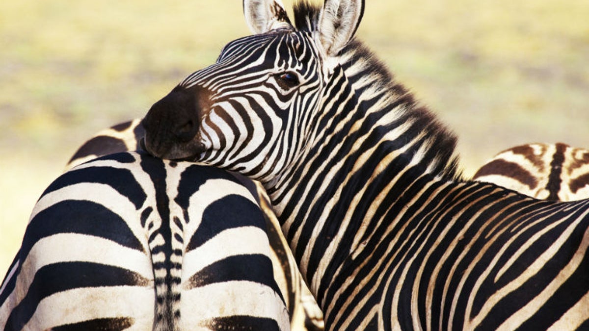 Why Do Zebras Have Stripes?
