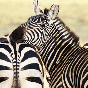 These stripes have a purpose, no butts about it.
