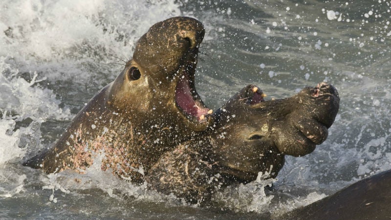 Elephant seals fighting.