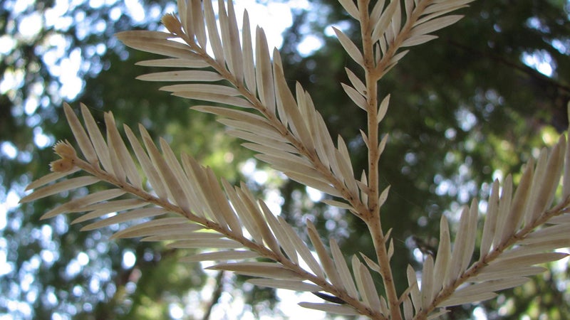 albino redwood California SF Gate Cotati chimera