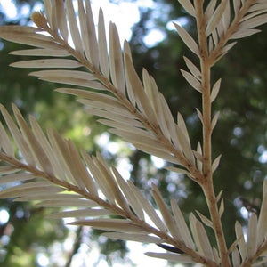 albino redwood California SF Gate Cotati chimera