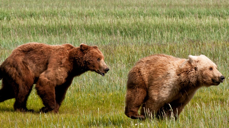 Grizzly Bear Charges At Guided Alaskan Tour in Harrowing Video - Men's  Journal