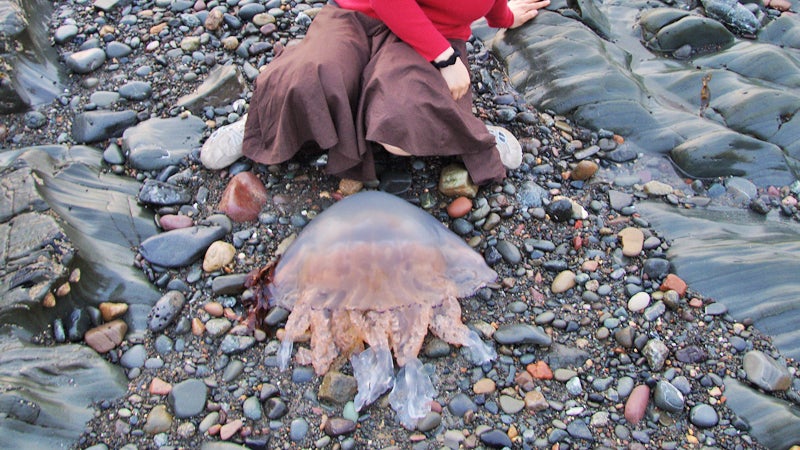 Natasha global warming Ardwell Ayrshire Bay rocks pebbles jellyfish sea jelly beached barrel sea Rhizostoma octopus outside online barrel jellyfish