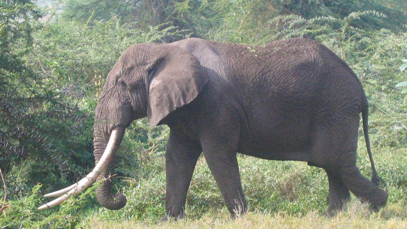 World's Largest Elephant Poached in Kenya