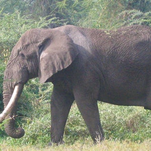 With tusks weighing more than 100 pounds each, Kenya's