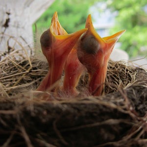 OutsideOnline baby robins birds can't find way electromagnetic pollution humans manmade frequency frequencies radio AM device electronic noise