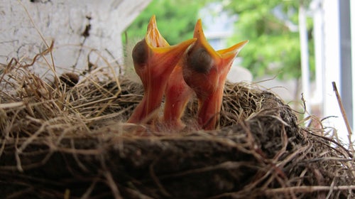 OutsideOnline baby robins birds can't find way electromagnetic pollution humans manmade frequency frequencies radio AM device electronic noise