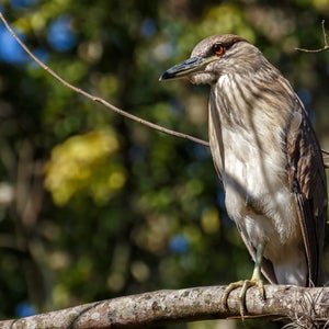 Incompetence on the part of a landscaping company put a family of herons in critical condition.