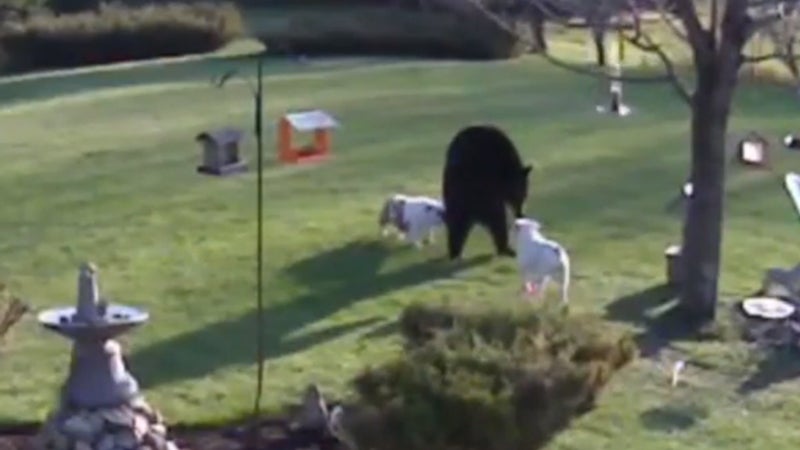 ԹϺOnline New Hampshire farmer bulldogs two Black Bear one brawl backyard fight wanderer birdfeeder fled ran guess who snacker nature notorious snack-y bark dogs territory defend Chokey the bear