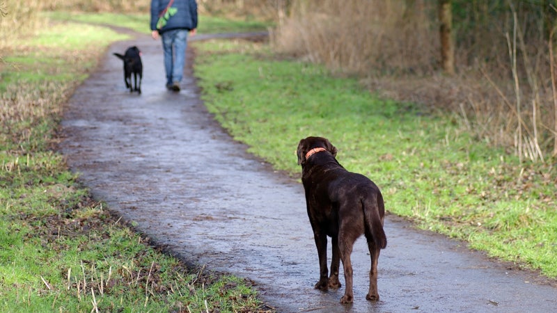 dog jealousy dog emotions canine psychology christine harris university of california san di outside magazine outside online news from the field envy jealousy attention seeking