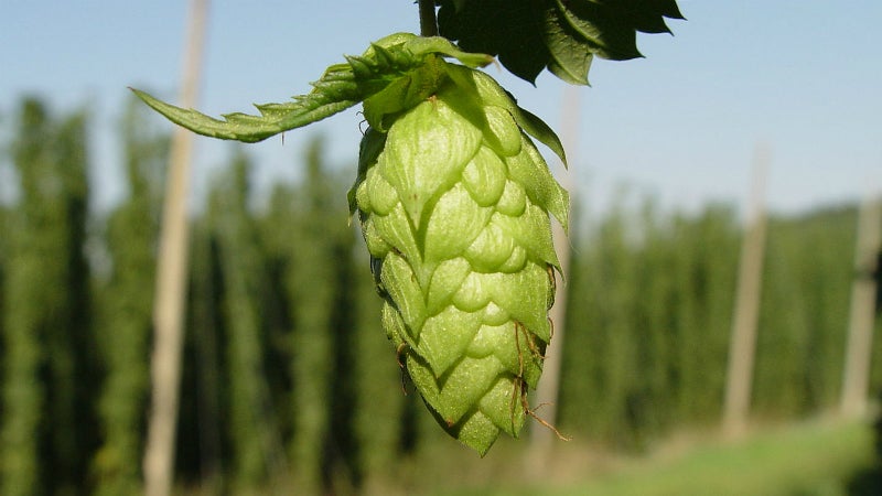 A hop cone waits its turn to be turned into beer. outside online beer who ratings slovakia united states croatia russian federation liters drinking annually