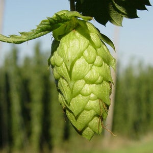 A hop cone waits its turn to be turned into beer. outside online beer who ratings slovakia united states croatia russian federation liters drinking annually