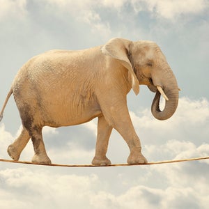 A new Mexico City ban on animals in circus acts puts nonhuman performers in a precarious situation. animal cruelty outside online barnum and bailey ringling brothers animal trainer elephant lion tiger bear dog