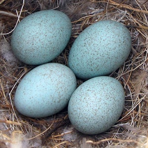 That's one way to keep incubating eggs warm.