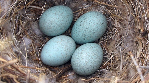 That's one way to keep incubating eggs warm.