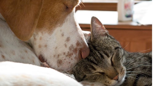 Why can't we be friends--oh wait, now we can be.