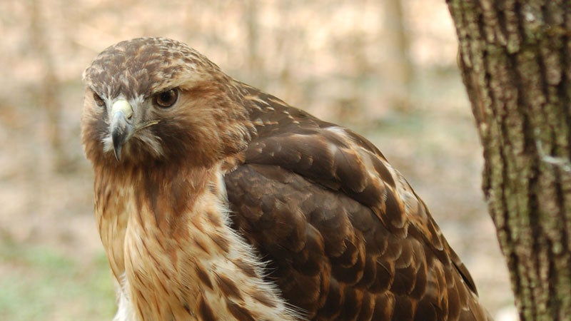 Fight or flight? When dealing with an angry hawk parent, definitely go with the latter.