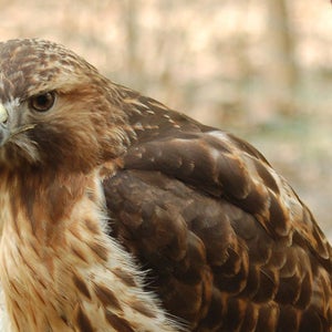 Fight or flight? When dealing with an angry hawk parent, definitely go with the latter.