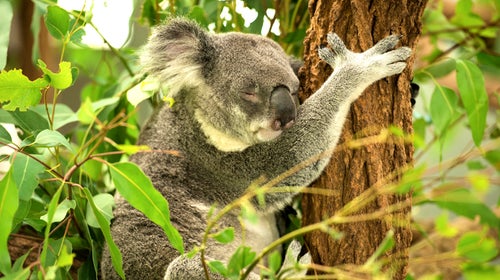 Koalas Hug Trees in Hot Weather