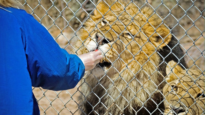 feeding lions animal preserve zoo memphis zoo cookie outdoors outside outside online outside magazine