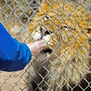 feeding lions animal preserve zoo memphis zoo cookie outdoors outside outside online outside magazine