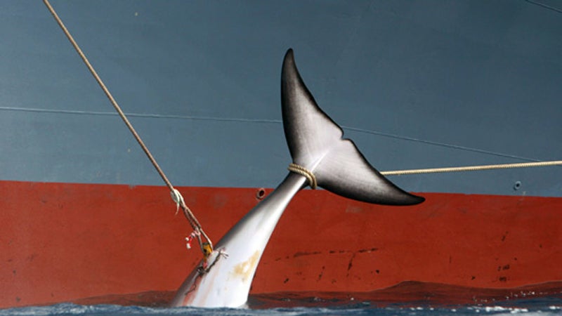 Despite legal pressure from the international community, Japanese whaling campaigns are continuing.