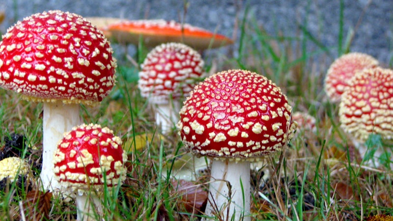 Drink up. Note that these mushrooms are not those found in North Korea's new sports beverage—they're actually of the poisonous Amanita muscaria variety.