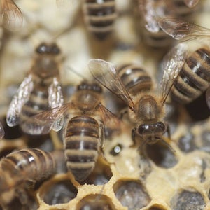 Just one more thing New Yorkers have to deal with every day: Ungodly amounts of bees.
