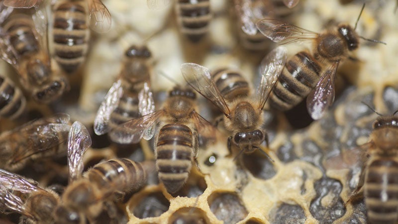 16,000 Bees Removed from Manhattan Tree