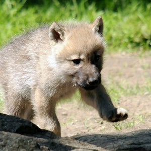 OR-7 was the first gray wolf in California since the 1920s, and now his pups are the first born in the Oregon Cascades since the 1940s.