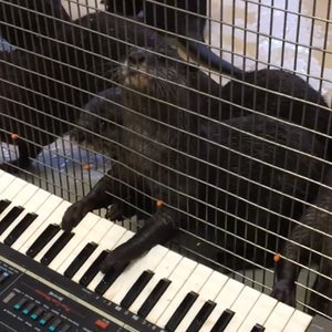 OutsideOnline Asian small-clawed otters lead compose classical Bach piano organ dark sublime middle C sharp flat high-C rework style melody keyboard Smithsonian National Zoo #ZooEnrichment hashtag zoo enrichment program