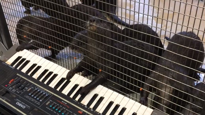Piano-Playing Otters at National Zoo
