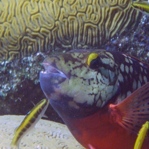 parrotfish coral reefs caribbean coral cover algae algal bloom invasive species urchin outside magazine outside online oceans