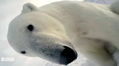https://cdn.outsideonline.com/wp-content/uploads/migrated-images_parent/migrated-images_85/polar-bear-pov.jpg?crop=25:14&width=500&enable=upscale