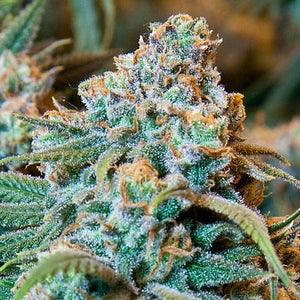 Cannabis: Just what your morning cup of joe was missing.