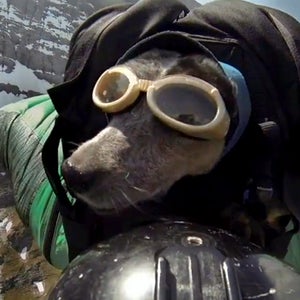 Whisper takes to the air in a special backpack attached to Potter's wingsuit.