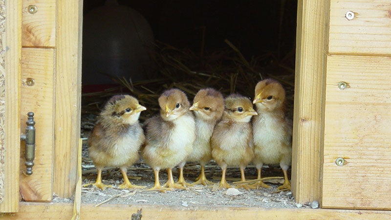 These little chicks could grow up to be fuel for stroke prevention.