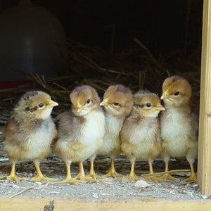 These little chicks could grow up to be fuel for stroke prevention.