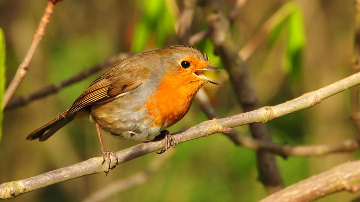 Shazam for Birds Is (Almost) Here