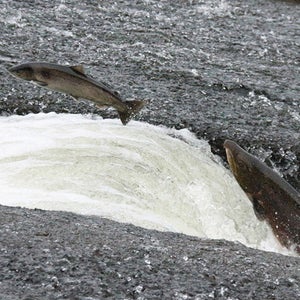 salmon Washington pressurized tube transport DamNation