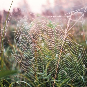 If this research has legs, string instruments are a dime a dozen worldwide.  outside online, tensile strength, spiderweb, web, string, spider, arachnid, frequency, pitch, vibration, sensory, range, tone, silk, spin