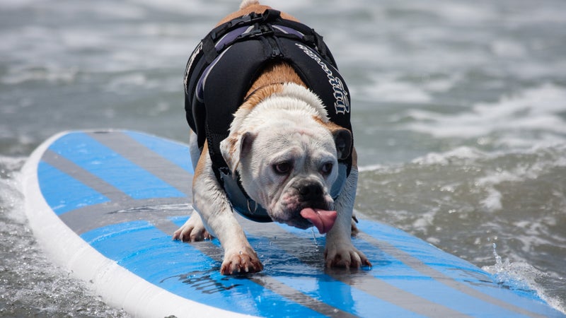 surfing dogs San Diego California Humane Society Hanzo